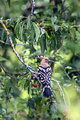 Hoopoe (Upupa epops), Adult with a larva in the beak in a cherry tree in the spring, before reaching the nest. Country garden, near Toul, Lorraine, France