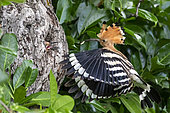 Hoopoe (Upupa epops), Flying adult feeding a young at the entrance of the nest in spring. Country garden, near Toul, Lorraine, France