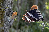 Hoopoe (Upupa epops), Flying adult feeding a young at the entrance of the nest in spring. Country garden, near Toul, Lorraine, France