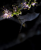 Lesser maguey bat (Leptonycteris yerbabuenae) feeding on Ceiba Pentandra flower photographed inside the Cañon del Sumidero National Park, Chiapas, Mexico.
