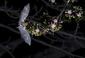 Lesser maguey bat (Leptonycteris yerbabuenae) feeding on Ceiba Pentandra flower photographed inside the Cañon del Sumidero National Park, Chiapas, Mexico.