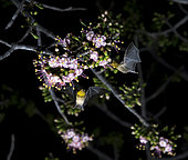 Lesser maguey bat (Leptonycteris yerbabuenae) feeding on Ceiba Pentandra flower photographed inside the Cañon del Sumidero National Park, Chiapas, Mexico.