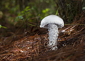 Amanita sp. on the ground, it should be noted that there are many hexapod arthropods of the order Collembola. Highlands of Chiapas, Mexico.