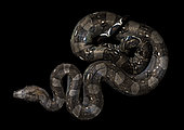 Boa imperator on a black background photographed inside the Cañon del Sumidero National Park, Chiapas, Mexico.