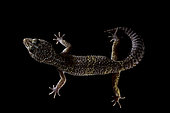 Leopard gecko (Eublepharis macularius) on black background. Photography in studio.