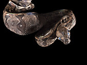 Northern boa (Boa imperator) in molting process on a black background photographed inside the Cañon del Sumidero National Park, Chiapas, Mexico.