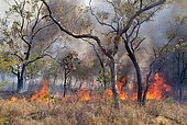 Bush fire, forest fire in Western Australia, Australia, Oceania