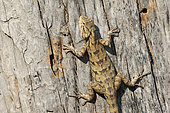 Eastern Garden lizard (Calotes versicolor) adult on a trunk warming itself in the sun while watching the sky, Northwest India
