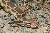Indian Python (Python molurus) sun-warming adult, snake about 4m long hidden in the bush, Northwest India