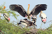 Tantale indien (Mycteria leucocephala) adulte ailes ouvertes arrivant au nid avec de la nourriture pour ses trois grands jeunes, sur fond de ciel, Nord-Ouest Inde