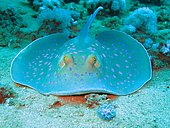 Bluespotted ribbontail ray (Taeniura lymma), Red Sea, Egypt, Africa