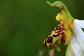 Bee orchid (Ophrys apifera var trolli) flower, Guidel, Morbihan, Bretagne, France