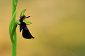 Fly orchid (Ophrys insectifera), Illfurth, Haut Rhin, Alsace, France