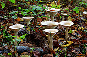 Trooping Funnel Cap (Clitocybe geotropa), Illfurth, Haut Rhin, Alsace, France