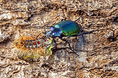 Forest Caterpillar Hunter (Calosoma sycophanta) Predation of a caterpillar of Asian gypsy Moth (Lymantria dispar) on the trunk of an oak tree in early summer, Hardwood forest around Champenoux, Lorraine, France