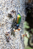 Forest Caterpillar Hunter (Calosoma sycophanta) Predation of a caterpillar of Oak processionary moth (Thaumetopoea processionea) on the trunk of an oak tree in early summer, Hardwood forest around Champenoux, Lorraine, France