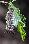 Asian gypsy caterpillar (Lymantria dispar)on an oak leaf, Early summer, Deciduous forest around Champenoux, Lorraine, France