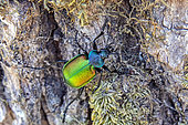 Forest Caterpillar Hunter (Calosoma sycophanta) on the trunk of an oak tree in early summer, Deciduous forest around Champenoux, Lorraine, France