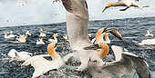 Northern Gannet (Morus bassanus) fishing near their colony on the island of Noss in the Shetlands.