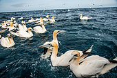 Northern Gannet (Morus bassanus) on sea near their colony on the island of Noss in the Shetlands.