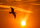 Herring Gull (Larus argentatus) flying at sunrise in Cape Frehel, Brittany, France