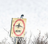 Pied Wagtail (Motacilla alba), standing on a sign of protest for the airport of Notre dame des landes
