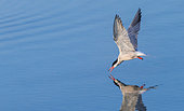 Common tern (Sterna hirundo)