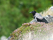 Hooded crow (Corvus cornix) in a heath on Runde Island, Norway