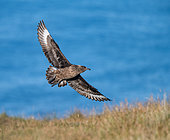 Great skua (Stercorarius skua) in flight on the colony on Runde Island, Norway