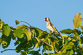 Chardonneret élégant (Carduelis carduelis) sur un noisetier dans la campagne, Bretagne, France