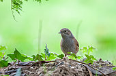 Dunnock (Prunella modularis) on ground, Pordic, Bretagne, France