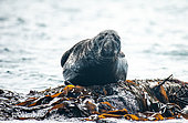 Gray seal (Halichoerus grypus), male in seaweed, 7 Islands Archipelago, Brittany, France