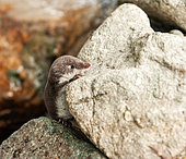 Eurasian Water Shrew (Neomys fodiens) at the edge of an alpine brook