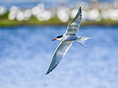 Common tern (Sterna hirundo) fishing in flight in the marshes of the island of Noirmoutier, Vendée, France