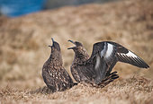 Great skua (Stercorarius skua) couple resting near their nest on the Hermaness colony in the Shetlands Islands