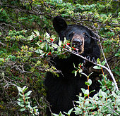 Black bear (Ursus americanus) eating berry, Rocky Mountains, Canada