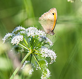 Small Heath (Coenonympha pamphilus) on a flower in a meadow, Brittany, France
