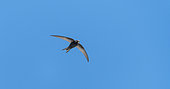 Common Swift (Apus apus) in flight against a backdrop of blue sky
