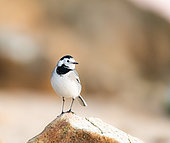 Pied Wagtail (Motacilla alba) on a rock, Brittany, France
