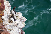 Common Guillemot (Uria aalge) on their cliff top promontory where they will lay an egg.