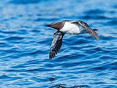 Common Guillemot (Uria aalge) in flight in the 7 islands archipelago, Brittany, France