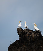 Northern Gannet (Morus bassanus) in a group on rocks in the archipelago of the 7 islands, Brittany, France