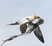 Northern Gannet (Morus bassanus) bringing algae for its nest to the 7 islands, Brittany, France
