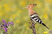 Eurasian Hoopoe (Upupa epops), side view of an adult perched on a branch, Campania, Italy