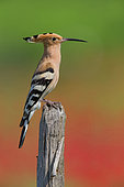 Eurasian Hoopoe (Upupa epops), side view of an adult perched on a post, Campania, Italy