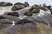 Cape Fur Seal (Arctocephalus pusillus), individuals resting on a rock, Western Cape, South Africa