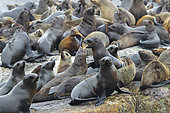 Cape Fur Seal (Arctocephalus pusillus), a colony in Hout Bay, Western Cape, South Africa