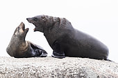 Cape Fur Seal (Arctocephalus pusillus), , Western Cape, South Africa