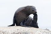 Cape Fur Seal (Arctocephalus pusillus), adult female scratching its head, Western Cape, South Africa