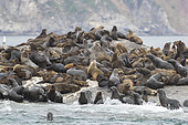 Cape Fur Seal (Arctocephalus pusillus), colony near Hout Bay, Western Cape, South Africa